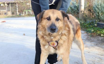 Hallo, ich bin Donny. Adoptierst du mich?