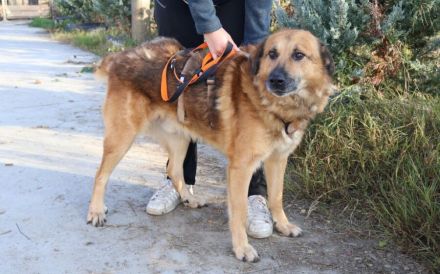 Hallo, ich bin Donny. Adoptierst du mich?