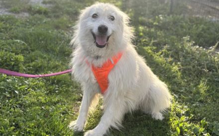 Achtung, hier kommt Filou, eine weiße Flauschwolke.