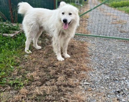 Achtung, hier kommt Filou, eine weiße Flauschwolke.