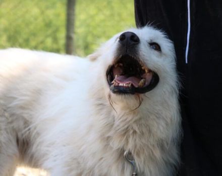 Achtung, hier kommt Filou, eine weiße Flauschwolke.