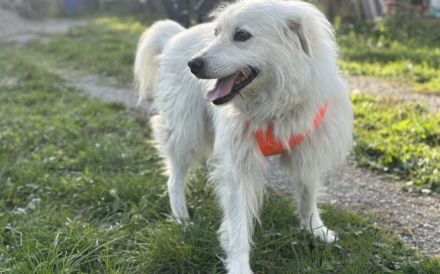 Achtung, hier kommt Filou, eine weiße Flauschwolke.