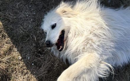 Achtung, hier kommt Filou, eine weiße Flauschwolke.