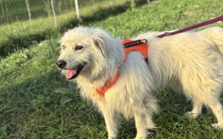 Achtung, hier kommt Filou, eine weiße Flauschwolke.