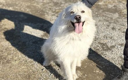 Achtung, hier kommt Filou, eine weiße Flauschwolke.