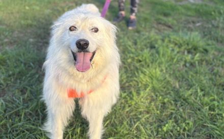 Achtung, hier kommt Filou, eine weiße Flauschwolke.