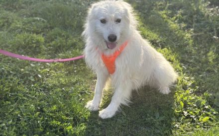 Achtung, hier kommt Filou, eine weiße Flauschwolke.