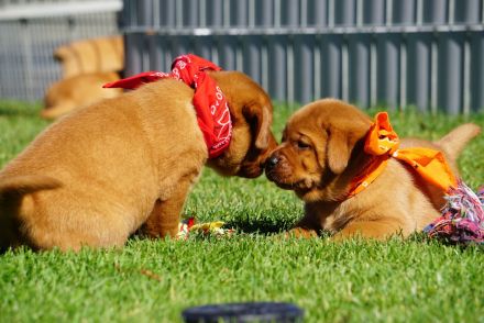 * Wurfankündigung * Labradorwelpen in dunklem foxred   -  Labrador Welpen