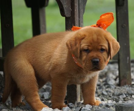 * Wurfankündigung * Labradorwelpen in dunklem foxred   -  Labrador Welpen