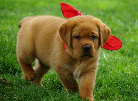 * Wurfankündigung * Labradorwelpen in dunklem foxred   -  Labrador Welpen