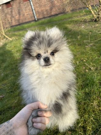 Pomerainen Welpen weiblich