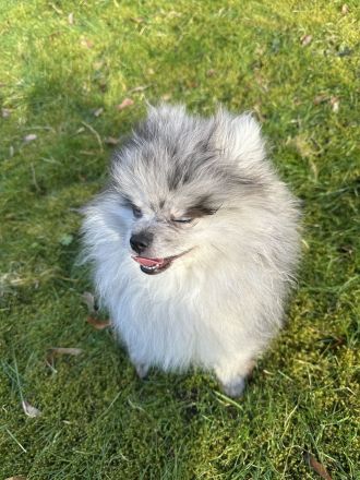 Pomerainen Welpen weiblich