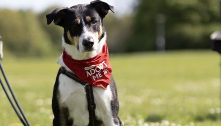 Lemmy sucht ein neues Zuhause