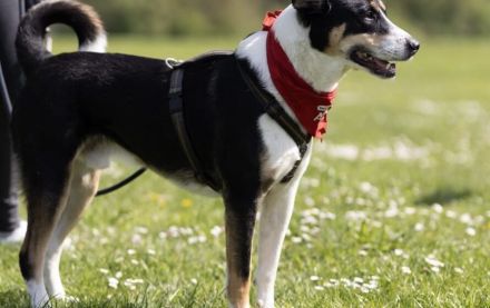 Lemmy sucht ein neues Zuhause