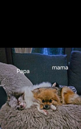 Zwergspitz/Pomeranian welpen dürfen ausziehen