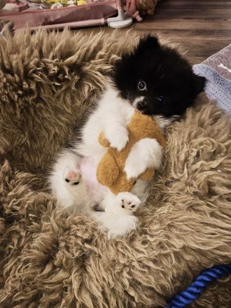 Zwergspitz/Pomeranian welpen dürfen ausziehen