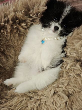 Zwergspitz/Pomeranian welpen dürfen ausziehen