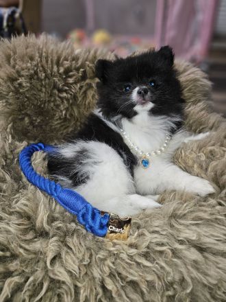 Zwergspitz/Pomeranian welpen dürfen ausziehen