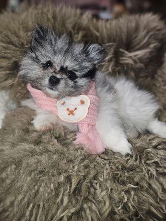 Zwergspitz/Pomeranian welpen dürfen ausziehen