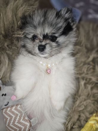 Zwergspitz/Pomeranian welpen dürfen ausziehen