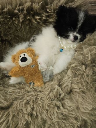 Zwergspitz/Pomeranian welpen dürfen ausziehen