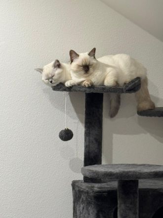 BKH Katze und Kater 9 und 7 Monate