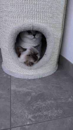 BKH Katze und Kater 9 und 7 Monate