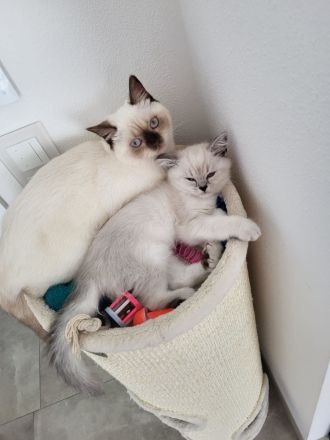 BKH Katze und Kater 9 und 7 Monate