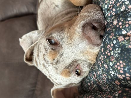 American Bully XL ženska