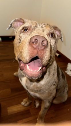 American Bully XL ženska