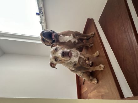 American Bully XL ženska