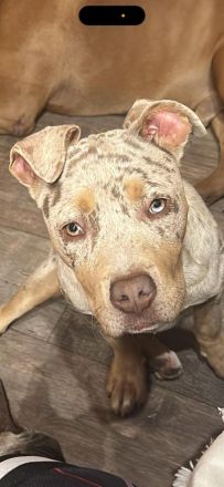 American Bully XL ženska