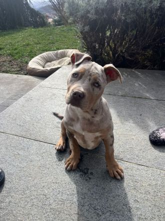 American Bully XL ženska