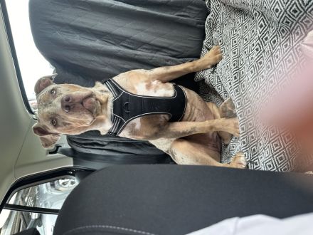 American Bully XL ženska