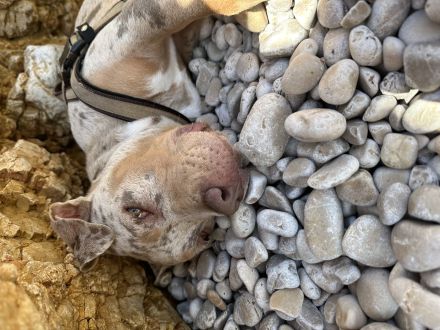 American Bully XL ženska