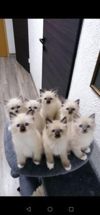 DECKKATER HEILIGE BIRMA