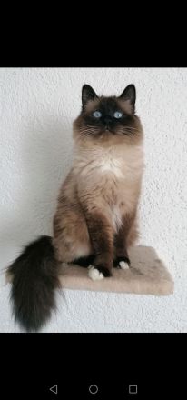 DECKKATER HEILIGE BIRMA