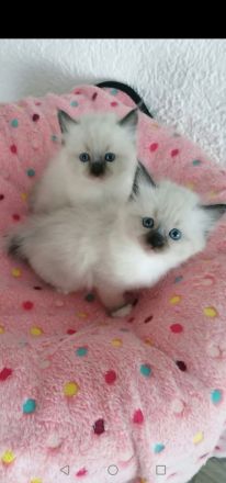 DECKKATER HEILIGE BIRMA