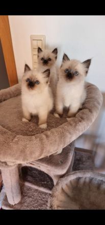 DECKKATER HEILIGE BIRMA