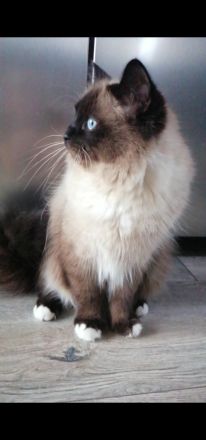 DECKKATER HEILIGE BIRMA