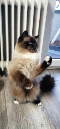 DECKKATER HEILIGE BIRMA