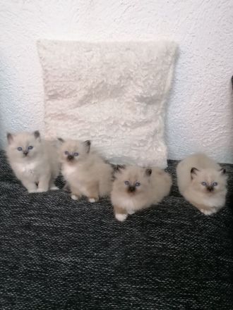 DECKKATER HEILIGE BIRMA