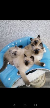 DECKKATER HEILIGE BIRMA