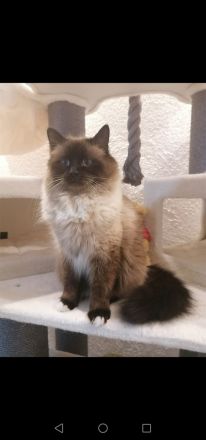 DECKKATER HEILIGE BIRMA