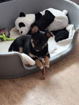 Also meine Welpen suchen einen guten Platz für immer