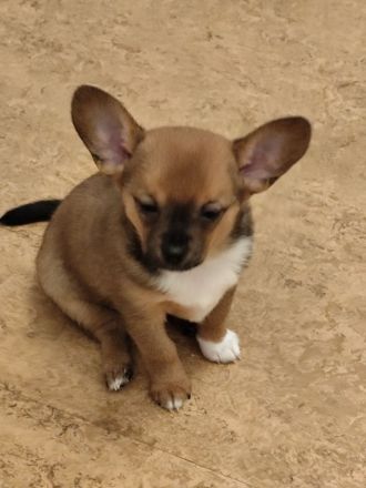 Also meine Welpen suchen einen guten Platz für immer