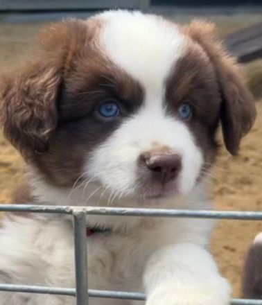Mini /miniature Australian Shepherd Welpen
