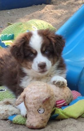 Mini /miniature Australian Shepherd Welpen