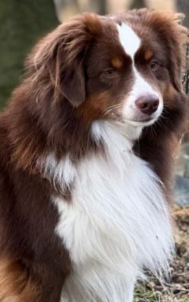 Mini /miniature Australian Shepherd Welpen