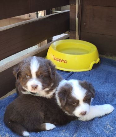 Mini /miniature Australian Shepherd Welpen